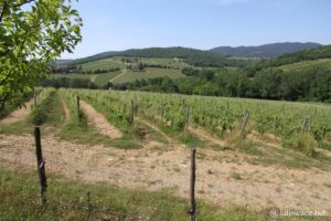 Photo des vignes du château de Meleto