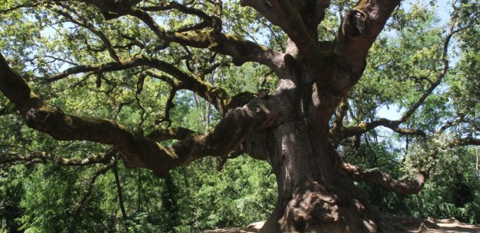 Foto della Quercia delle Streghe a Capannori