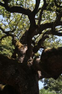 Photo du chêne de Pinocchio