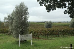 Vue sur les vignobles de Bolgheri