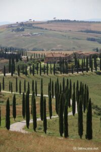 Vue de l'avenue des Cyprès, Crete Senesi, Toscane