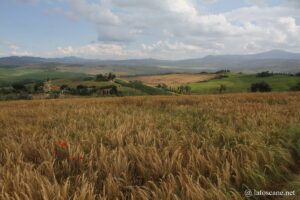 Point de vue Val d'Orcia près de San Quirico