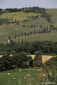 Photo de la route des cyprès près de Monticchiello