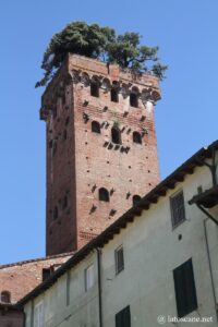 Photo de la Tour Guinigi à Lucques