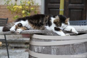 Photo de chat à Sarteano en Toscane